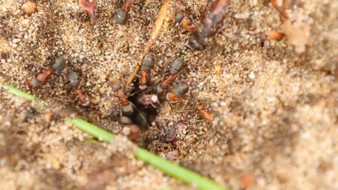 Ants - HD Video