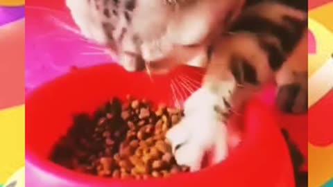 Funny cat eating