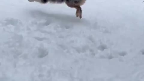 Beau's first time playing in the snow ❄️ and I think he loves it ❤️♥️