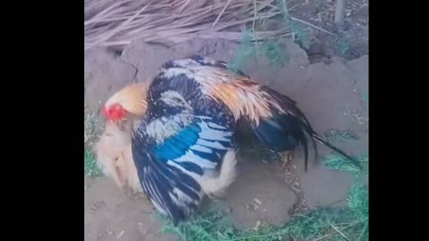 🤣😅😅 Cock vs dog, cock fight with dog, funny dogs