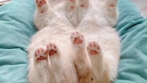 #FunnyCats #CuteCats #CatVideosOMG So Cute Cats ♥ Best Funny Cat Videos 2021| Cutepetoroz