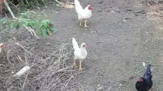 Chicken