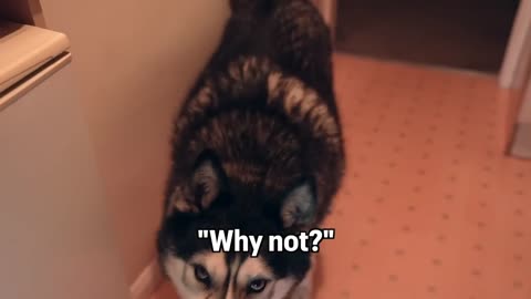 My Husky CLEARLY SWORE At Me! He’s Being So Bad!