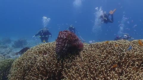Okinawa Reefs