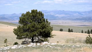 Tree in a pasture