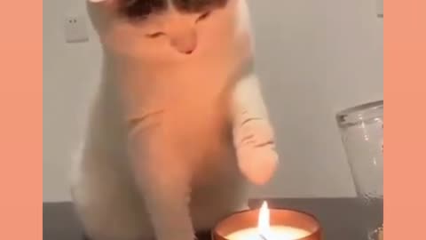 First experience a cat to sleeping candela fire