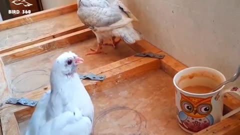 Hand Feeding Baby Pigeons before it's too late Comments