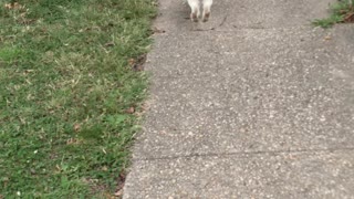 Walking My Rabbit Without A Leash (Morning Routine)