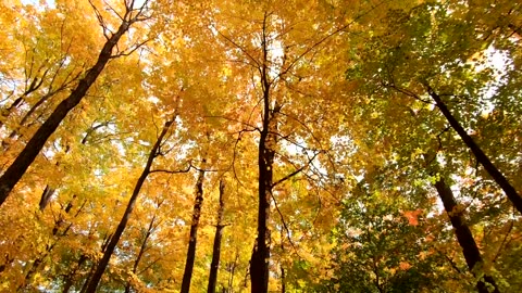 Autumn Forest walk