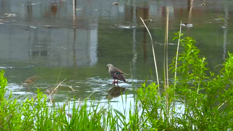 Thunder Ducks Duck Birds Wild Duck Pond