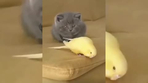 Cute Baby Funny Animal Videos