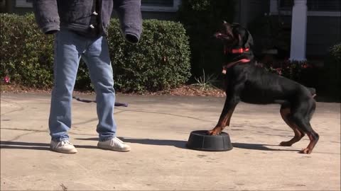 Teaching dogs to guard people and objects effectively