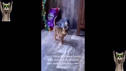 Funniest Cats And Dogs Videos