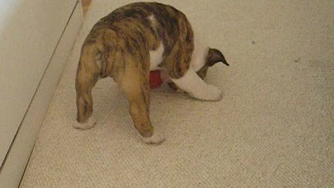 Larry The English Bulldog | Playing With Kong Toy