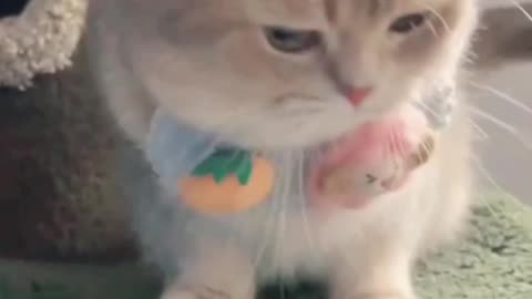 Cute Kitten's Melancholy Mode