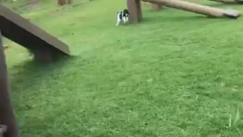 Cat Chases Dog!