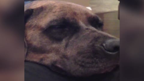 Dog Flashes His Owner With A Smile After Releasing A Fart