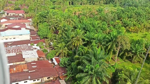 viewing oil palm plantations from a height of 45 meters in Langkat Regency, North Sumatra