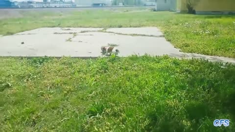 Expert dog playing football