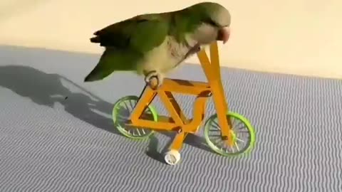 Parrot Riding Bicycle