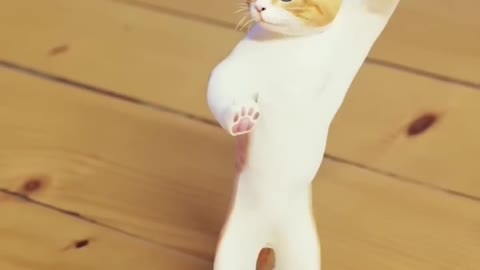 Funny cat dancing