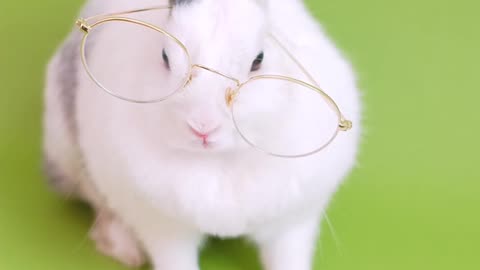 Funny Animal rabbit