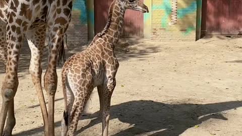 So cute, so sexy from birth, wearing a leopard print with long legs