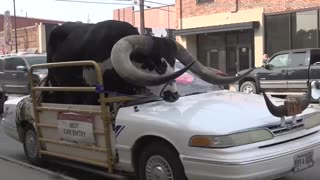 Video shows bull named ‘Howdy Doody’ riding shotgun on Nebraska highway