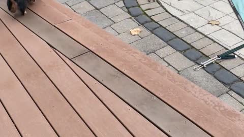 Dachshund Pups Love Playing on Safe Pool Cover