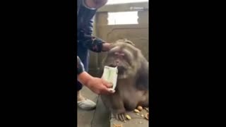 Xing Xing, the Tibetan monkey being cared for in a Chinese Buddhist temple. 西藏猴子在中国佛教寺庙中得到照顾。