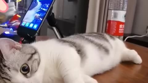 cute fur baby playing on the desk cat #shorts