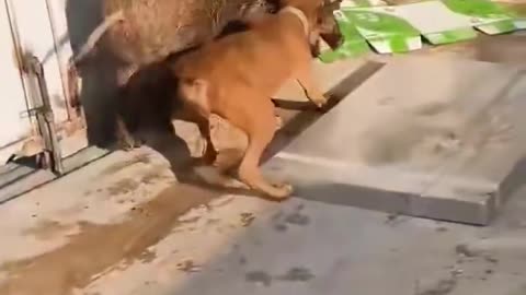 Super Funny Dog Videos #12 | Chihuahua TV