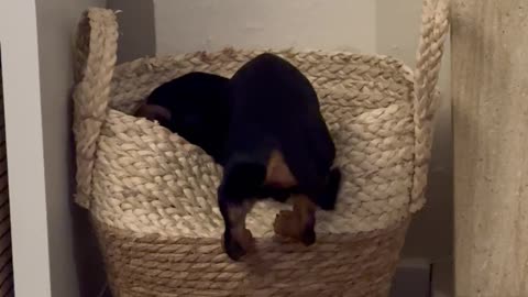 Tiny Dog Can't Handle Large Basket