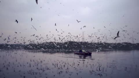 Thousands of birds in beautiful lake