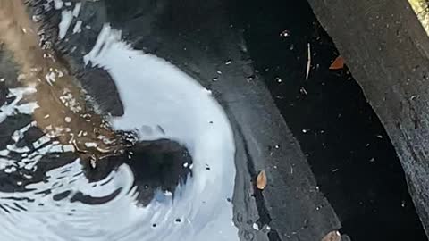 Storm Water Drain Hides Alligator Surprise