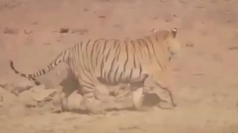 A fight between Bear vs Tiger