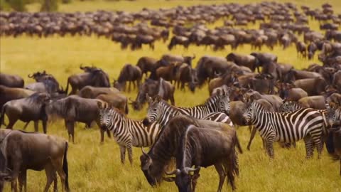 zebra on grassland