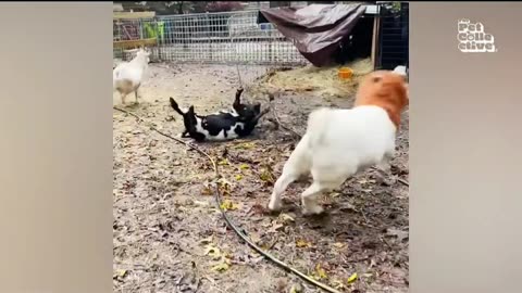 Funny Animals Videos🤣🤣🤣| Pet Animals | Farm Animals act crazy 🤣🤣🤣| Try Not To Laugh🤣🤣🤣