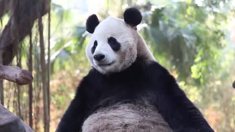 Giant Pandas 101 | Nat Geo Wild