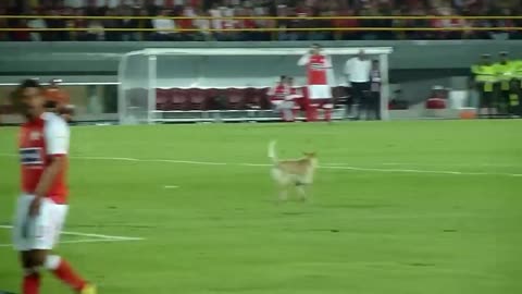 7 Funny Appearances of Dogs on the Football Field