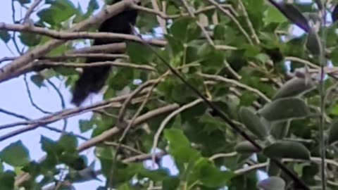 Magpie in chitral