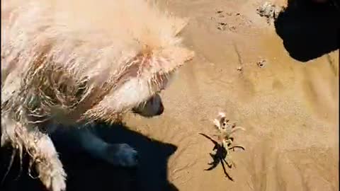 Dogs having fun on the beach