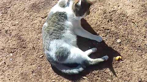 Beautiful cats that enjoy playing