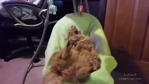 ULTIMATE Lazy cats compilation - Best New