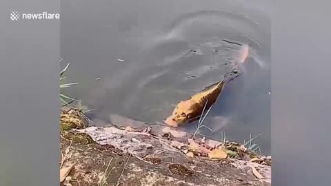 Chinese tourist spots fish with 'human face' in lake