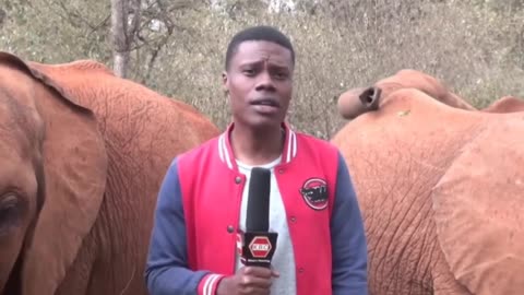 Baby Elephant Plays with KBC Journalist