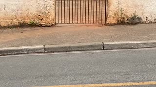 Little Canine Climber Conquers Gate with Ease