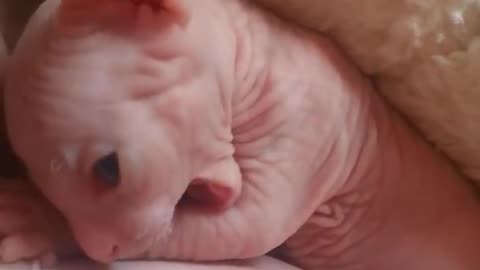 Sphynx cat