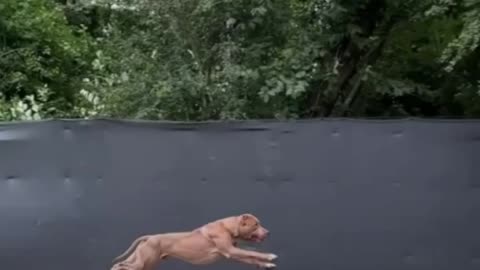 Dog jumps