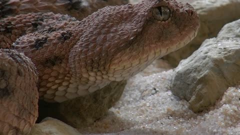 Viper Snake Reptile Wildlife Venomous Scales